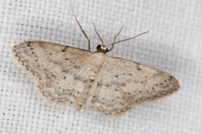 <i>Idaea seriata</i>