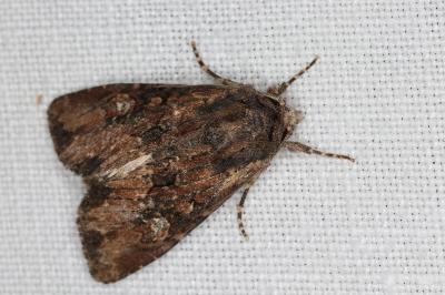 <i>Mniotype solieri</i>