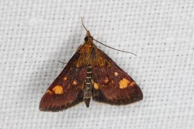 <i>Pyrausta aurata</i>