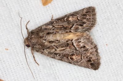 <i>Thalpophila matura</i>