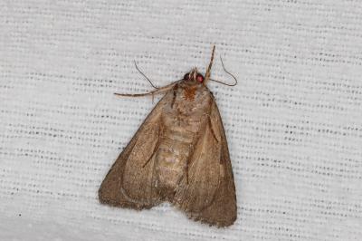 <i>Thalpophila matura</i>