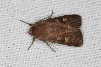 <i>Xestia xanthographa</i>