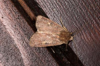 <i>Xestia xanthographa</i>
