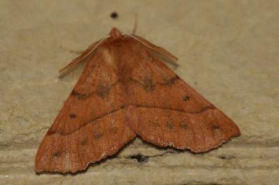 <i>Colotois pennaria</i>