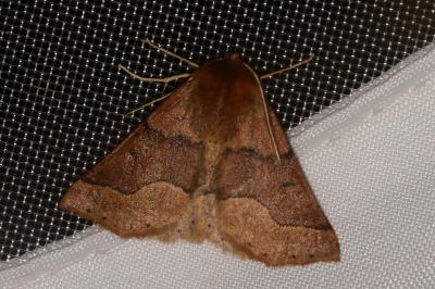 <i>Crocallis tusciaria</i>