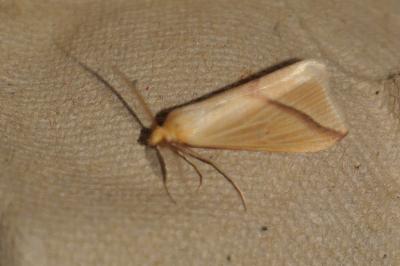 <i>Rhodometra sacraria</i>