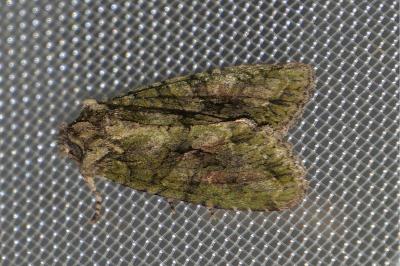 <i>Dryobotodes eremita</i>