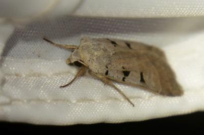 <i>Eugnorisma glareosa</i>