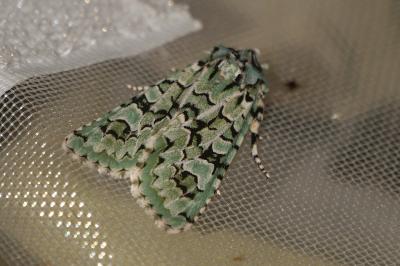 <i>Griposia aprilina</i>