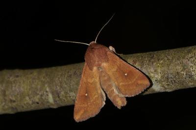 <i>Mythimna albipuncta</i>
