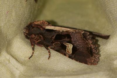 <i>Trigonophora flammea</i>
