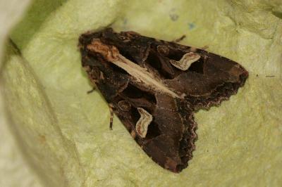 <i>Trigonophora flammea</i>