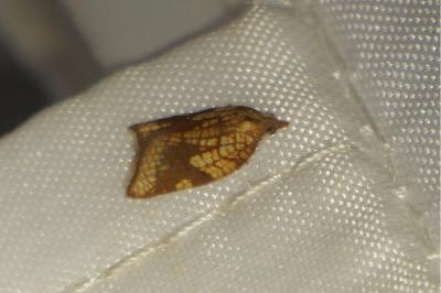 <i>Acleris rhombana</i>