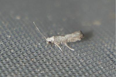 <i>Paraswammerdamia albicapitella</i>