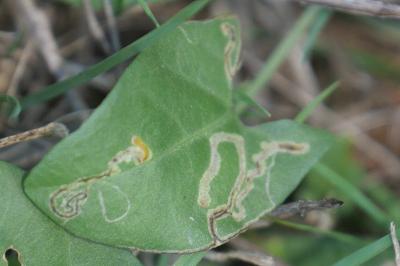 <i>Stigmella freyella</i>