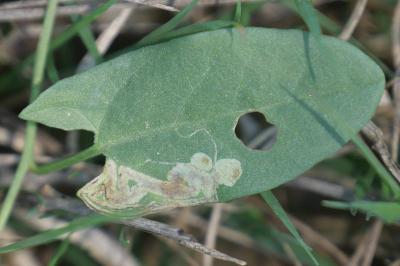 <i>Stigmella freyella</i>