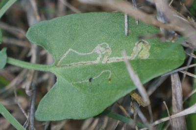 <i>Stigmella freyella</i>