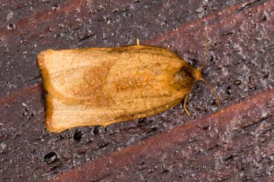 <i>Cacoecimorpha pronubana</i>