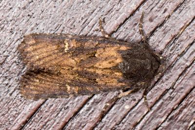 <i>Aporophyla nigra</i>
