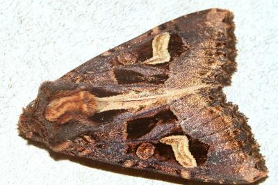 <i>Trigonophora flammea</i>