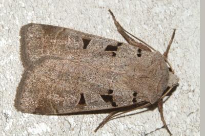 <i>Eugnorisma glareosa</i>