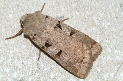 <i>Eugnorisma glareosa</i>