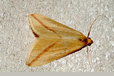 <i>Rhodometra sacraria</i>