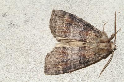 <i>Cymatophorina diluta</i>
