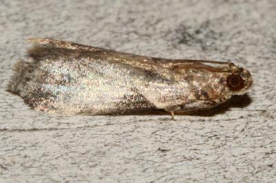 <i>Acrobasis fallouella</i>