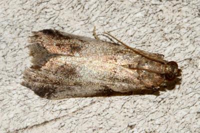 <i>Acrobasis fallouella</i>