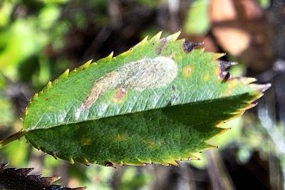 <i>Coptotriche angusticollella</i>