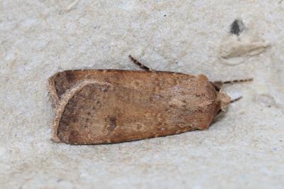 <i>Agrotis segetum</i>