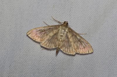 <i>Patania ruralis</i>