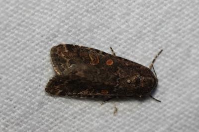 <i>Spodoptera exigua</i>