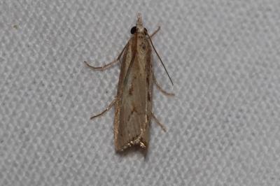 <i>Agriphila geniculea</i>