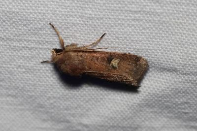 <i>Xestia xanthographa</i>