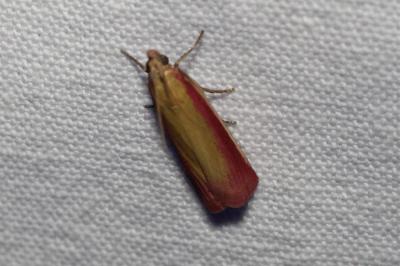 <i>Oncocera semirubella</i>