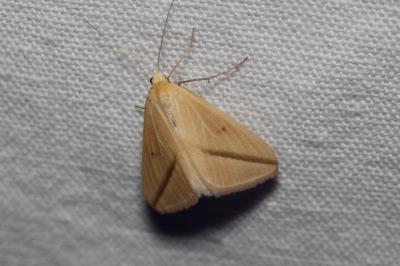 <i>Rhodometra sacraria</i>