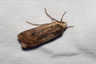 <i>Noctua pronuba</i>