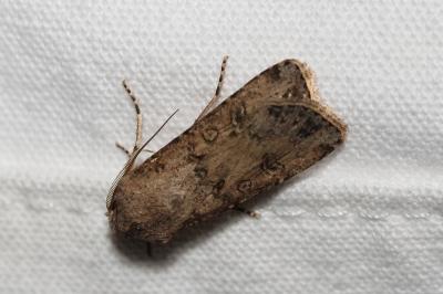 <i>Agrotis segetum</i>