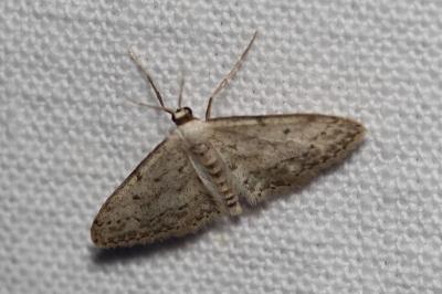<i>Idaea seriata</i>