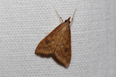 <i>Udea ferrugalis</i>