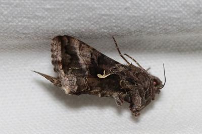 <i>Autographa gamma</i>