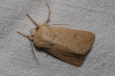 <i>Mythimna vitellina</i>