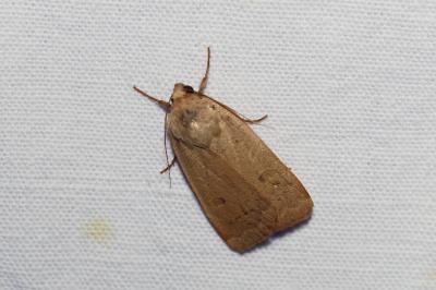 <i>Noctua comes</i>