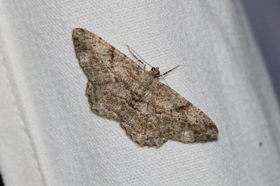 <i>Peribatodes rhomboidaria</i>