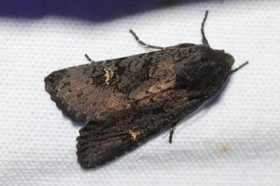 <i>Aporophyla nigra</i>