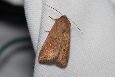 <i>Mythimna albipuncta</i>