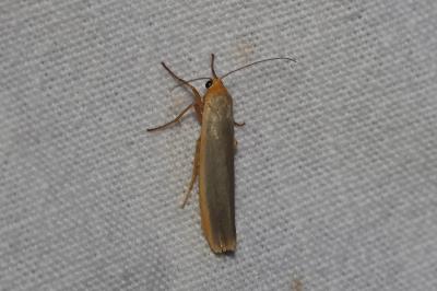 <i>Manulea complana</i>
