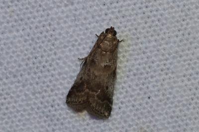 <i>Acrobasis consociella</i>